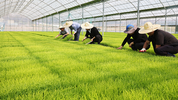 17일 경기도 이천시 대월농협 공동육묘장에서 관계자들이 본격적인 모내기 철을 앞두고 모판에서 자라는 볏모를 관리하고 있다. 2025.4.17 (사진=저작권자(c) 연합뉴스, 무단 전재-재배포 금지)