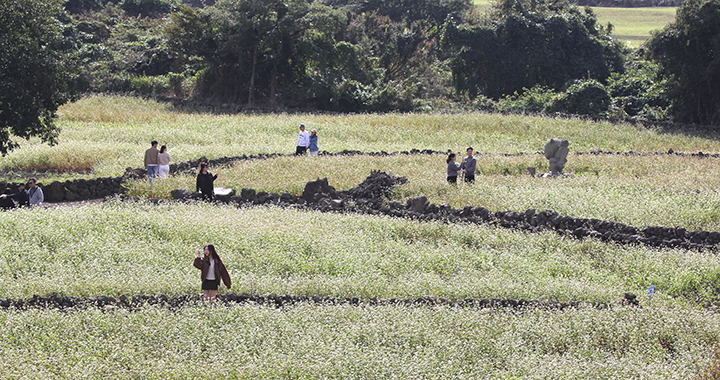 지난해 11월 2일 제주도민과 관광객들이 '2025 와흘 가을 메밀문화제'가 열리는 제주시 조천읍 와흘메밀농촌체험휴양마을의 메밀밭을 걷고 있다.(ⓒ뉴스1, 무단 전재-재배포 금지)