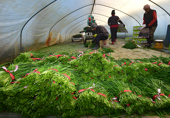 경북 포항시 남구 연일읍 부추단지에 있는 석이네 농장에서 외국인 근로자들이 제철을 맞은 부추(정구지)를 수확하고 있다. 2026.1.8 (ⓒ뉴스1, 무단 전재-재배포 금지)