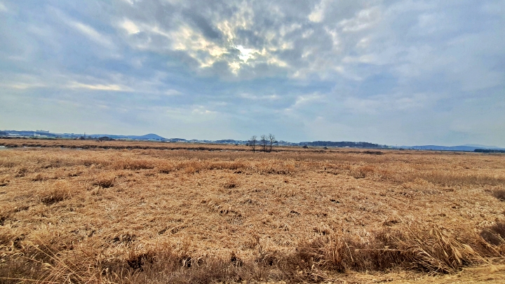 갈대 군락이 이어진 공릉천 파주지구 전경. 철새들도 찾는 하천인 만큼 자연과 사람이 조화를 이루는 공간으로 가꾸어지길 기대해본다.