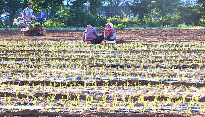 11일 인천 남동구 한 농장에서 농민들이 선선한 이른 아침에 대파 모종을 밭에 옮겨 심고 있다. 2025.9.11 (사진=저작권자(c) 연합뉴스, 무단 전재-재배포 금지)