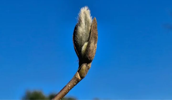 백목련의 눈(芽)