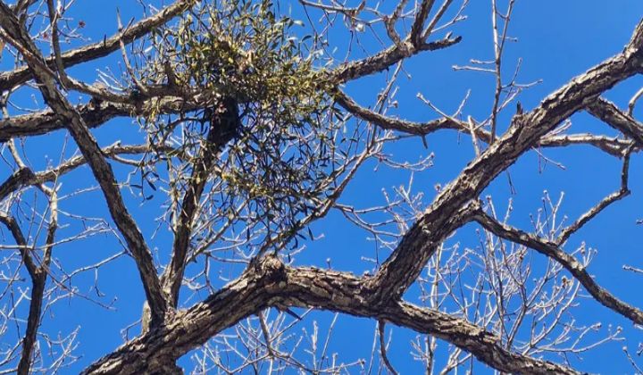 열악한 자연환경에서도 초록의 겨우살이는 꿋꿋하다