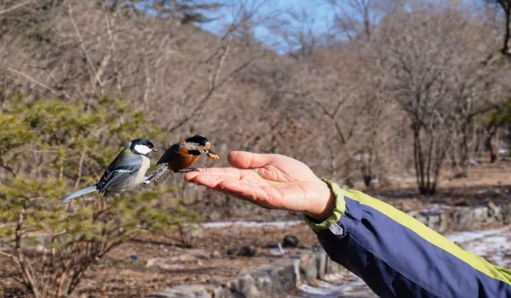 자연 일체형 버드피딩, 직박구리와 박새가 함께 와서 박새가 잽싸게 빨리 와 앉았다.