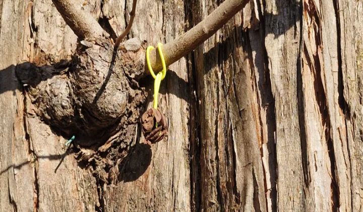 메타세콰이어 열매로 만든 팔찌를  탐방객들에게 선물하다