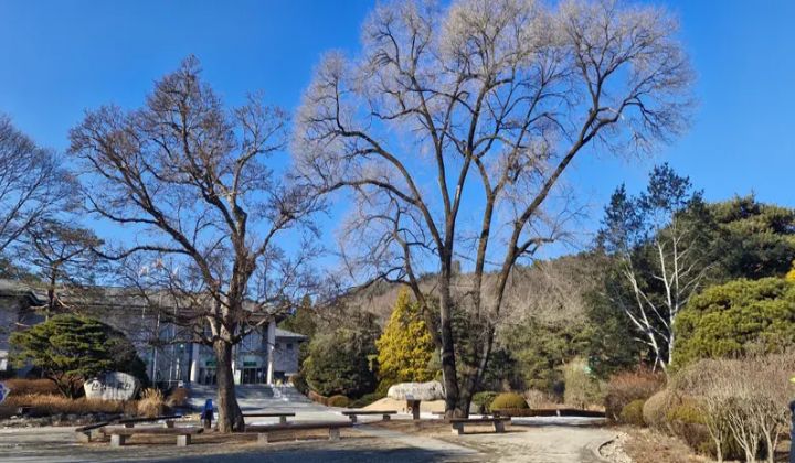 우리민족이 사랑하는 소나무는 반송,적송,해송,금강송 등이 있다. 사진의 소나무 숲 앞의 큰 나무 두그루는  단풍나무과의 복자기나무와 느릅나무과의 비술나무이다.