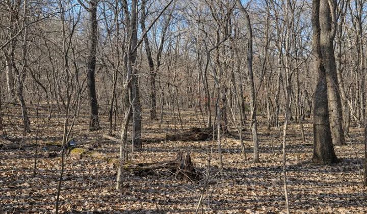 고사목은 윤회의 과정을 거치면서 순환의 역할을 한다