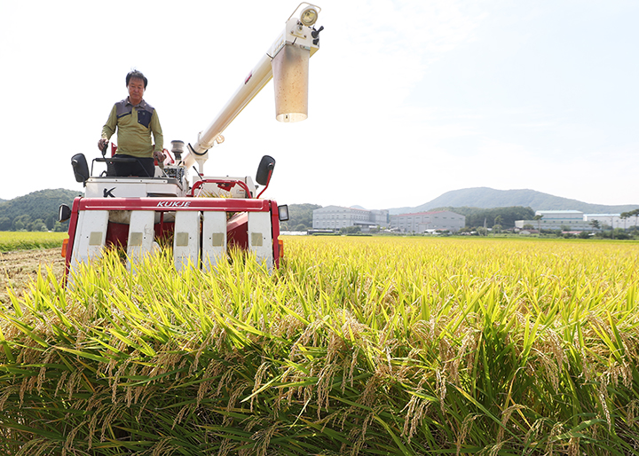 2일 오전 경기도 이천시의 한 논에서 열린 임금님표 이천 쌀 '해들' 첫 수확 행사에서 농민이 콤바인으로 벼를 베고 있다. 2019.9.2 (사진=저작권자(c) 연합뉴스, 무단 전재-재배포 금지)