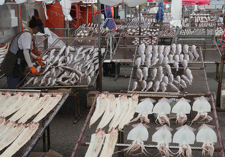 29일 부산 기장군 일광면 칠암마을 물양장에서 어민들이 민어, 조기, 참돔, 가자미, 오징어 등 제수용 생선을 건조하고 있다. 2025.9.29 (사진=저작권자(c) 연합뉴스, 무단 전재-재배포 금지)