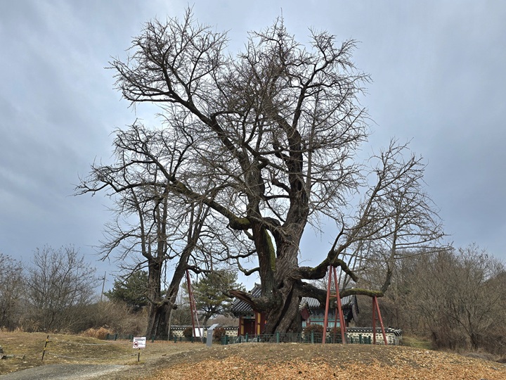 세종시에는 두 개의 천연기념물이 등재되어 있는데, 그 중 하나가 바로 임난수 은행나무다.