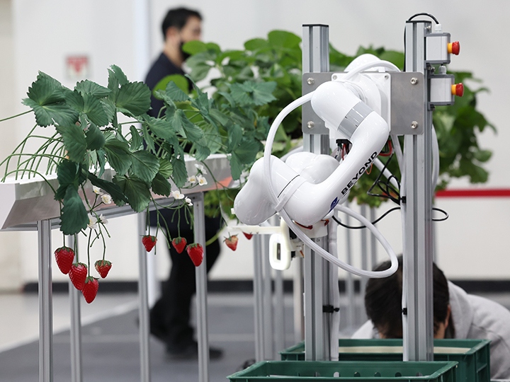 10일 서울 서초구 aT센터에서 열린 '2025 농림축산식품 과학기술대전'에서 로봇이 딸기를 수확하고 있다. 2025.12.10 (사진=저작권자(c) 연합뉴스, 무단 전재-재배포 금지)