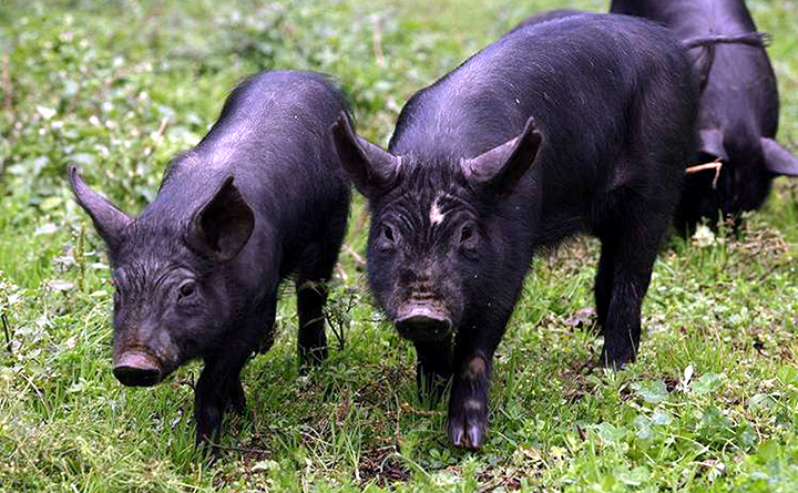 제주고유 재래흑돼지 (사진=저작권자(c) 연합뉴스, 무단 전재-재배포 금지)