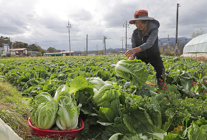 11일 오후 충남 청양군 비봉면 한 배추밭에서 농민이 작물을 수확하고 있다. 2021.11.11 (사진=저작권자(c) 연합뉴스, 무단 전재-재배포 금지)