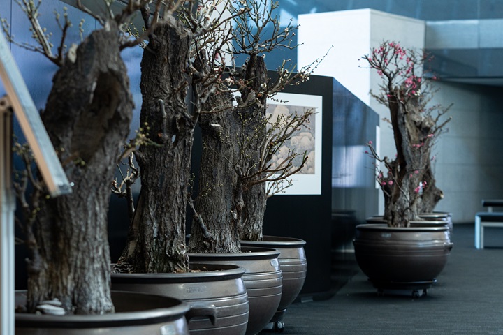 국립중앙박물관 '입춘매향' 전시(사진 뉴스1)