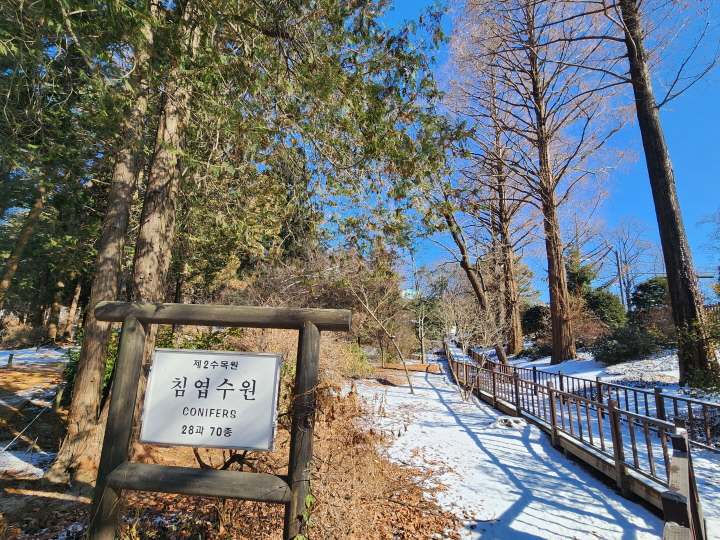 홍릉숲 출입문 우측에 자리한 침엽수원에는 다양한 수종의 침엽수가 있다.