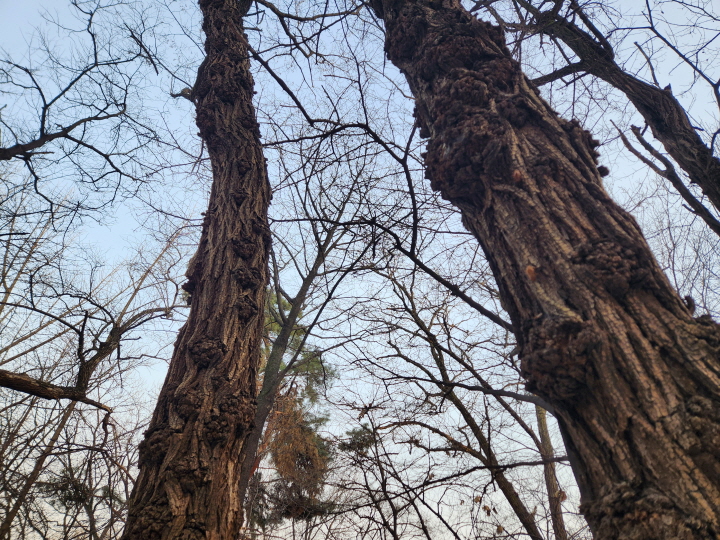 남산소나무림은 한 장소가 아니라 남산 남측 순환로&middot;도서관 주변&middot;야외식물원 북쪽 등 여러 구간에 분포한다. 오랜 세월을 견뎌온 흔적이 나무 줄기에 남아 있다.