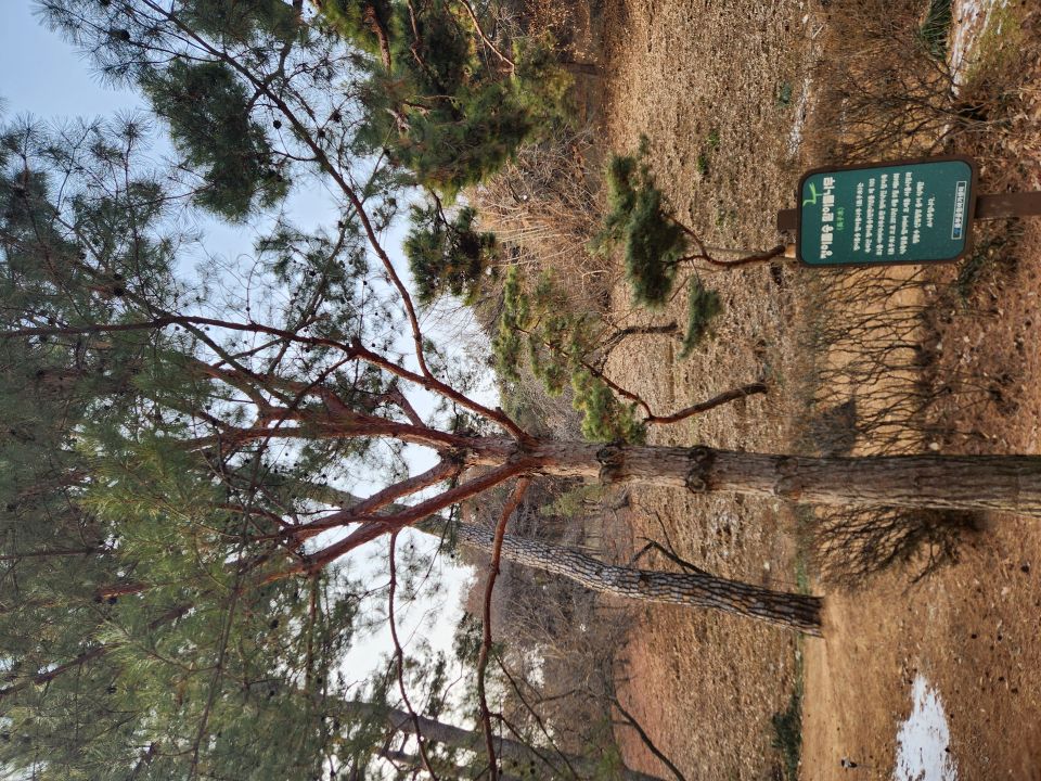 '팔도소나무단지'는 전국 각 지역을 대표하는 소나무를 식재한 공간이다. 사진은 '정이품송맏아들나무'.