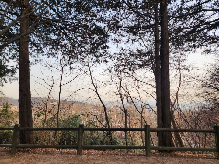 남산소나무림은 조선시대 도성을 보호하기 위해 조성된 숲에서 출발해서 여전히 그 자리를 지키고 있다.