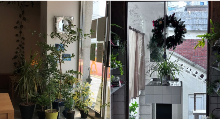 식물을 이용한 인테리어를 한 카페들의 모습.