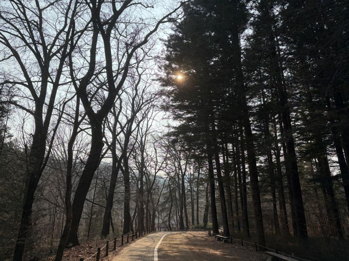 곧고 높은 전나무가 가득한 숲길