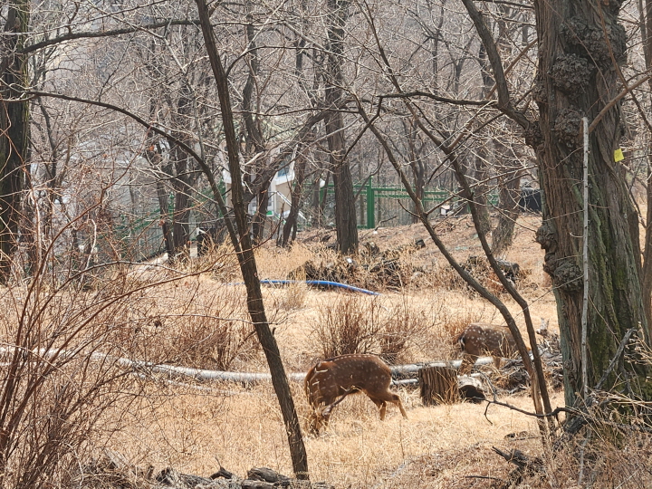 백악산 성곽길을 내려가던 중 고라니 무리가 풀을 뜯고 있는 것을 목격했다. 도심 속 성곽길에서 만난 뜻밖의 장면이었다.