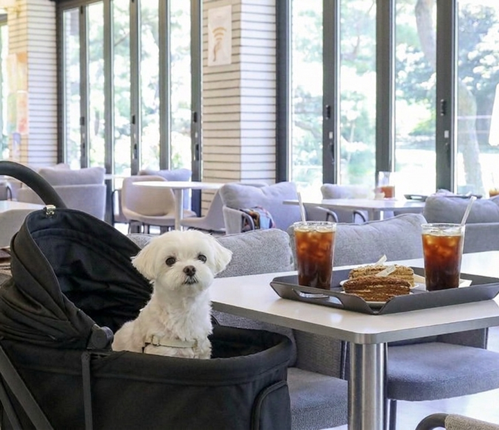 강아지 유모차에 타 있는 강아지. 반려동물 동반출입 음식점을 이용할 때는 목줄을 이용하거나, 강아지 유모차를 활용하여 반려동물이 이동하지 못하도록 조치를 취해야 한다.