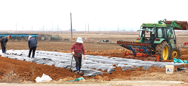 11일 인천 강화군 교동도에서 농민들이 밭에 멀칭비닐을 덮으며 농사 준비를 하고 있다 2026.3.11 (사진=저작권자(c) 연합뉴스, 무단 전재-재배포 금지)