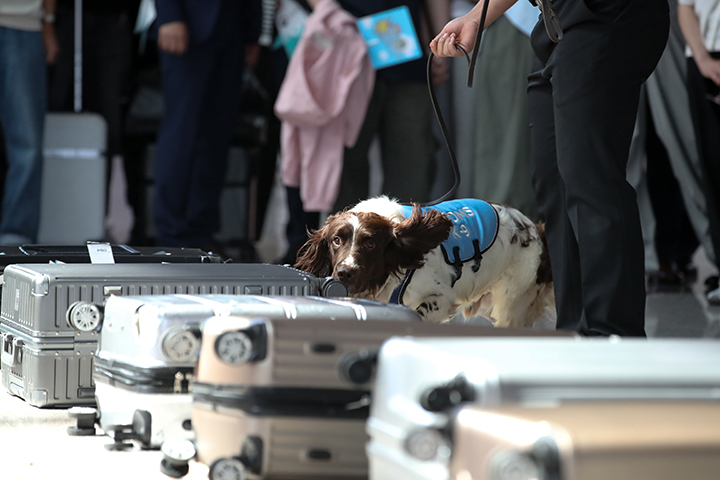 18일 오후 인천공항에서 열린 제38회 세계 마약퇴치의 날 기념 캠페인 행사에서 마약탐지견이 탐지 시연을 하고 있다. 2024.6.18 (ⓒ뉴스1, 무단 전재-재배포 금지)