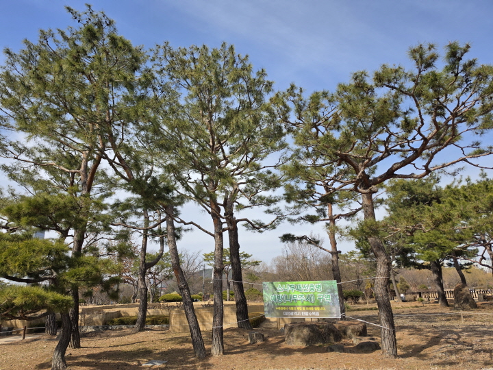 푸르 소나무가 반긴다.
