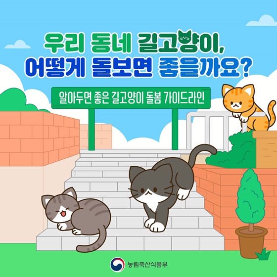 우리 동네 길고양이, 어떻게 돌보면 좋을까요?