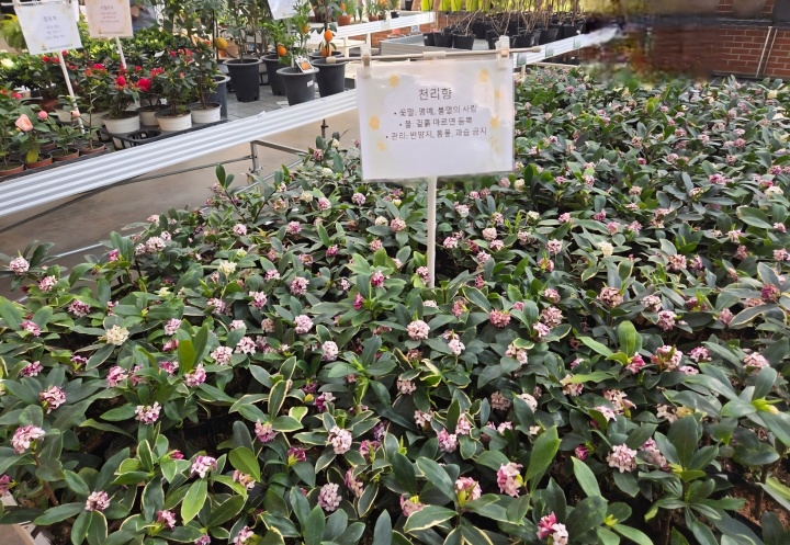 현장에서 나누어주고 있던 천리향 묘목.