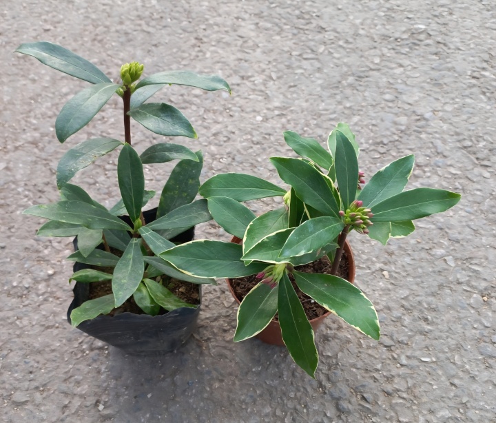 집에서 키우기 좋은 묘목을 다양하게 나누어주고 있었다. (본인촬영)