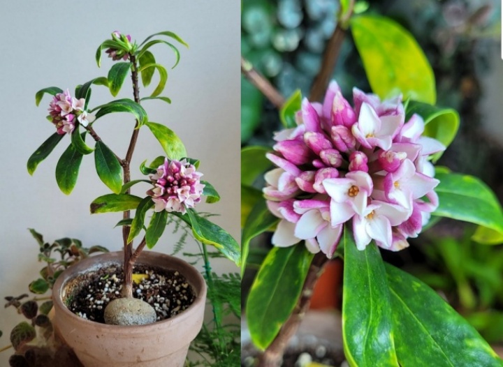 내가 받아온 천리향 묘목에 꽃이 피었다. 매우 향기롭다. (본인촬영)