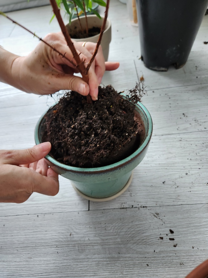 묘목을 가지고 집에 와서, 베란다에서 가꾸기 위해 화분 분갈이를 했다. (본인촬영)
