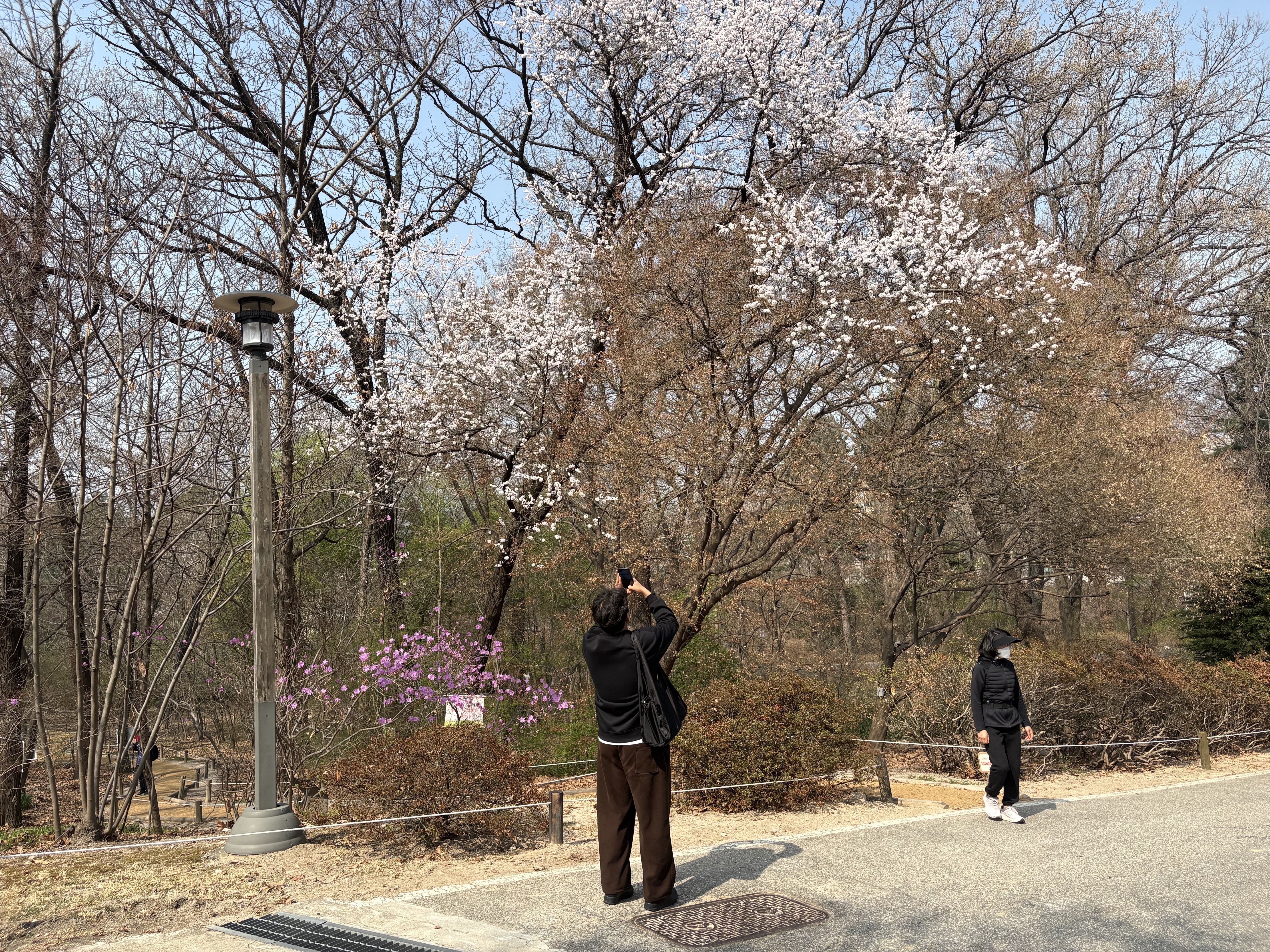 홍릉숲의 '봄꽃축제'를 즐기는 시민 (본인 촬영)