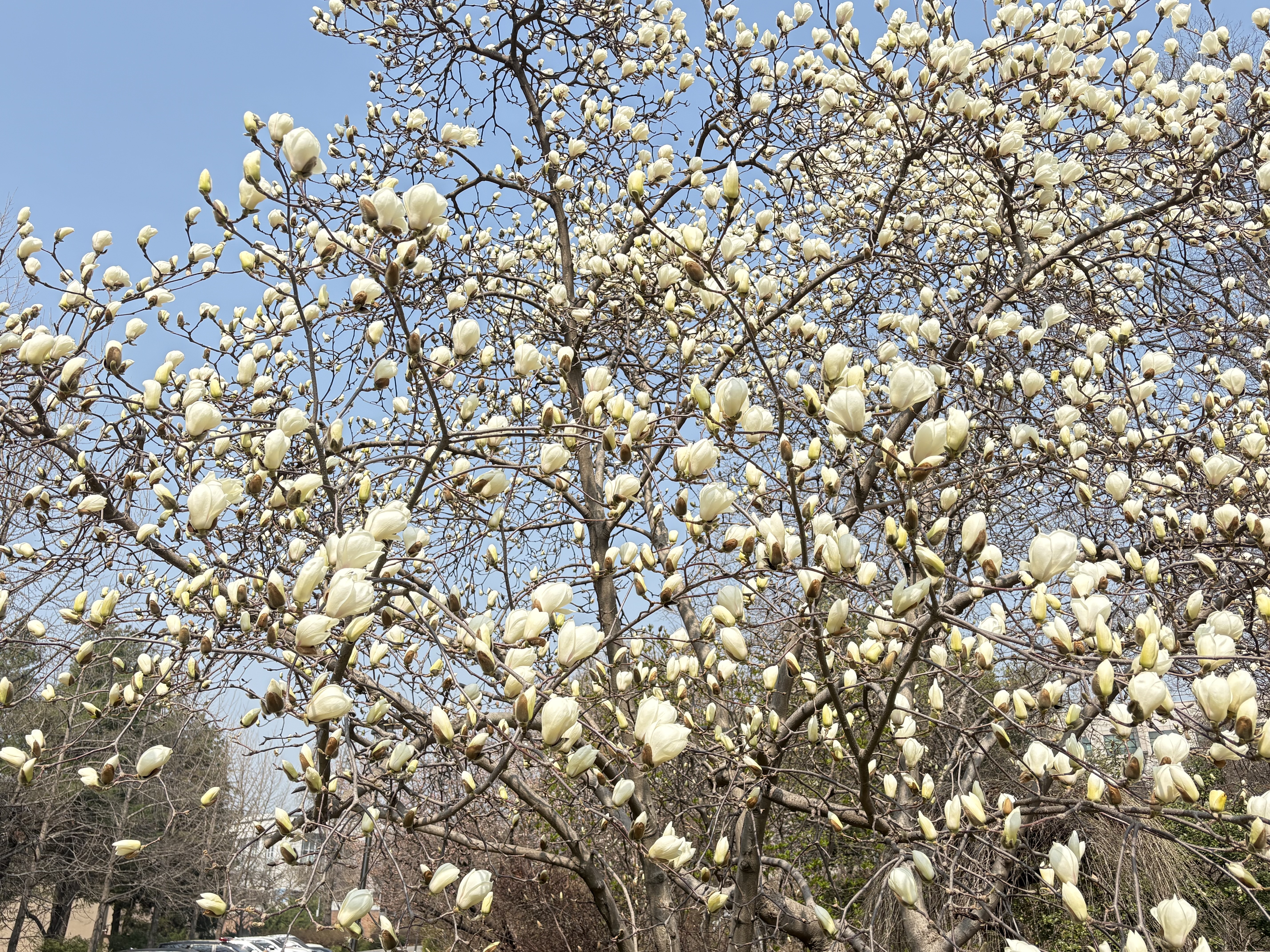 '홍릉의 봄'을 만끽할 수 있는 목련 (본인 촬영)