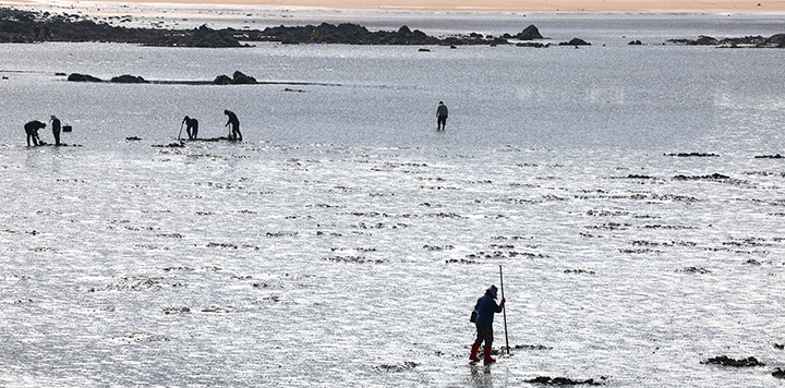 지난달 4일 경기 안산시 대부도 방아머리 해변 앞 갯벌에서 시민들이 조개를 잡고 있다.(사진=저작권자(c) 연합뉴스, 무단 전재-재배포 금지)