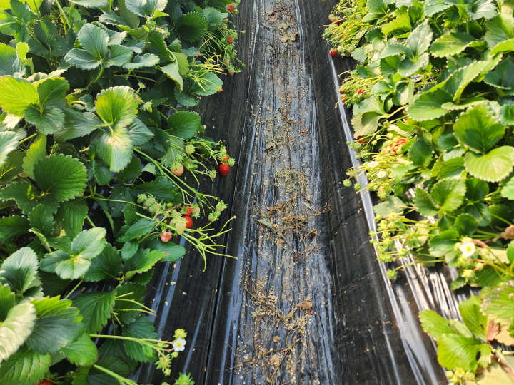 고령 농가의 비닐하우스에서 딸기를 재배하고 있다.