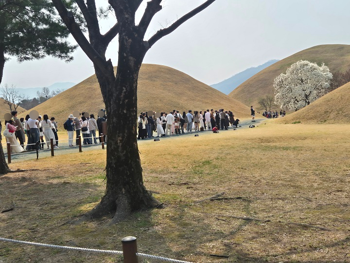 대릉원 고분 목련 포토존에 길게 늘어선 관광객.