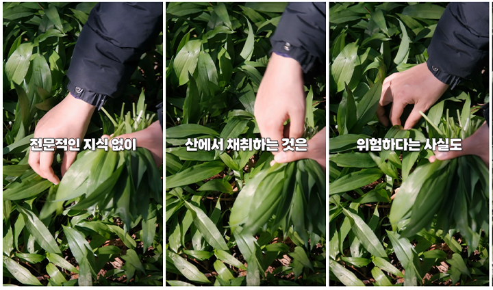 산에서 채취한 낯선 나물을 함부로 섭취하는 것은 위험할 수 있으니, 최대한 지양하도록 한다. (출처: 식품의약품안전처 블로그)