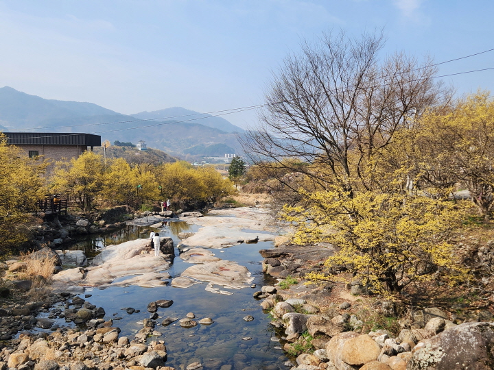 봄날의 구례는 곳곳이 노란 산수유꽃으로 물들어 있다. 산수유마을로 꼽히는 대음마을(본인 촬영)