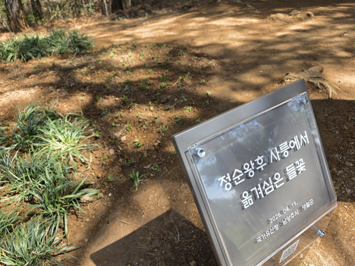 최근 국가유산청은 사릉에서 채취한 들꽃을 장릉에 식재했다.