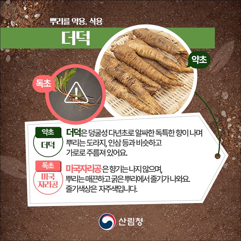 내가 채취한 나물, 산나물일까? 독초일까?