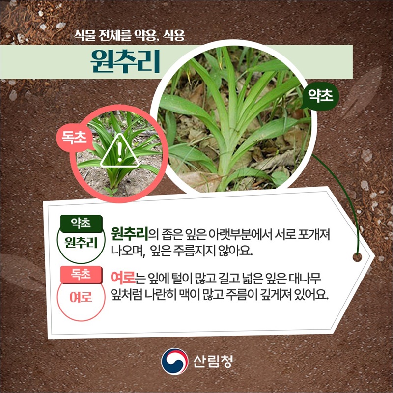 내가 채취한 나물, 산나물일까? 독초일까?