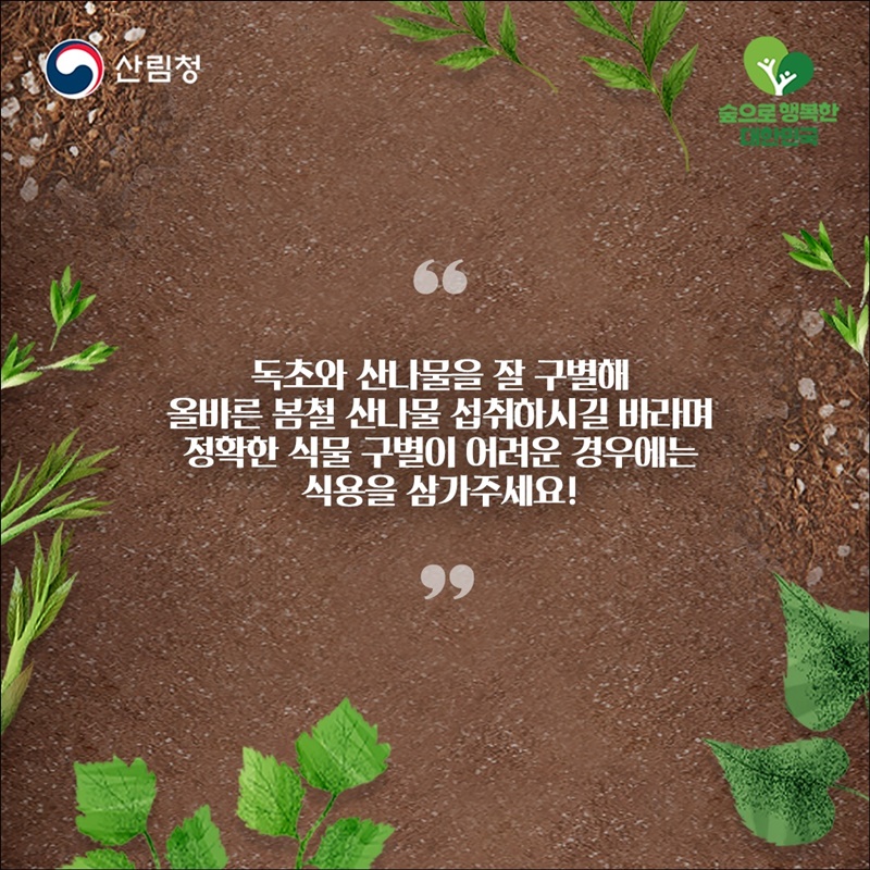 내가 채취한 나물, 산나물일까? 독초일까?