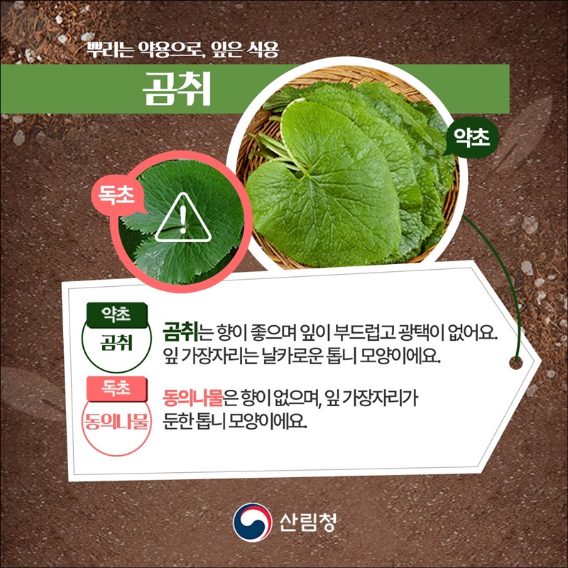 내가 채취한 나물, 산나물일까? 독초일까?