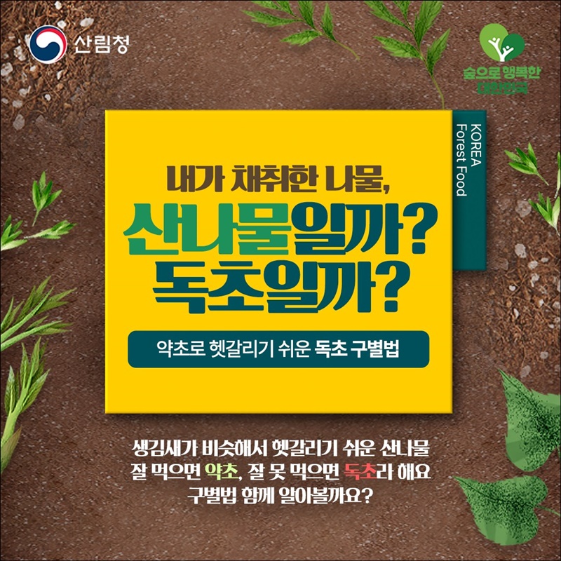 내가 채취한 나물, 산나물일까? 독초일까?