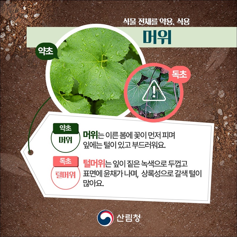 내가 채취한 나물, 산나물일까? 독초일까?