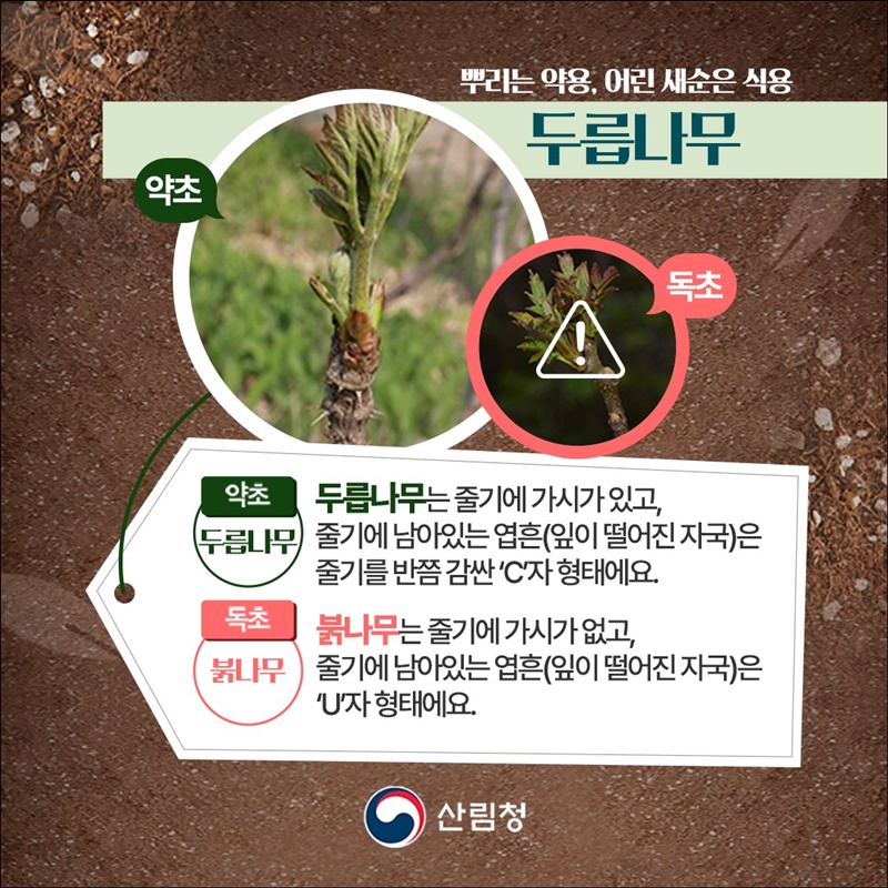 내가 채취한 나물, 산나물일까? 독초일까?