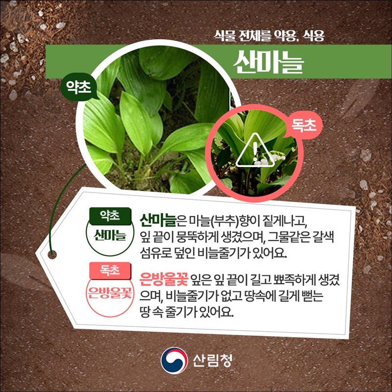 내가 채취한 나물, 산나물일까? 독초일까?